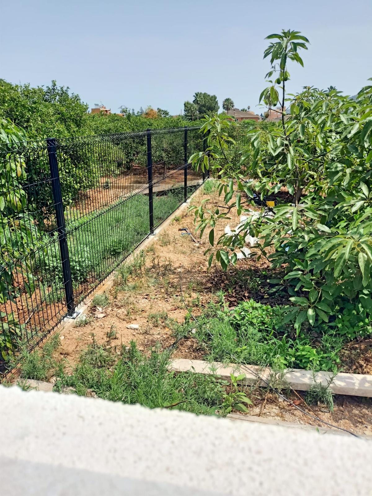 Tramo largo de valla de malla negra con postes atornillados al murete, separando un huerto de aguacates de un campo de naranjos.